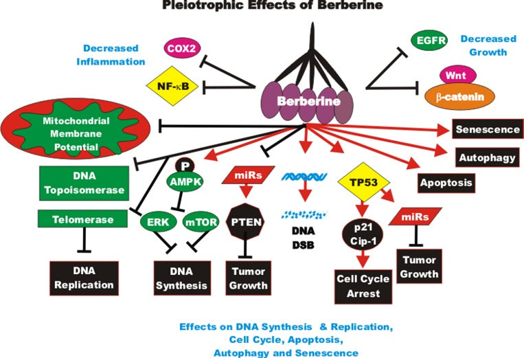 Berberine effects on DNA Synthesis and Replication, Cell Cycle, Autophagy, Senescence and Apoptosis.
