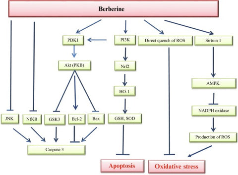Berberine-neuroprotection-and-antioxidant-activity