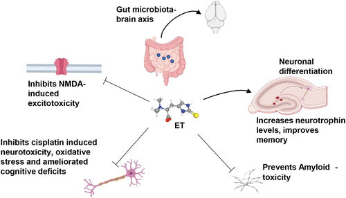 The_Role_of_Ergothioneine_in_Aging-Related_Diseases