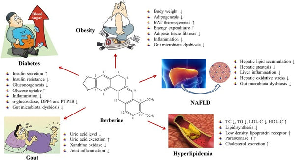How_Berberine_Fights_Oxidative_Stress_Inflammation_And_Diabetes
