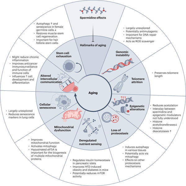 Mechanisms of spermidine-induced autophagy and geroprotection