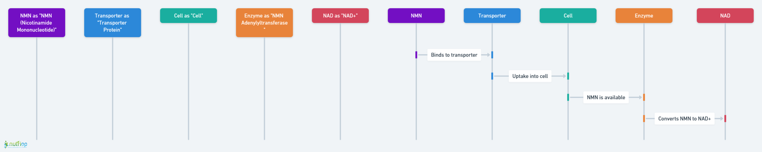 NMN to NAD+ Conversion Process