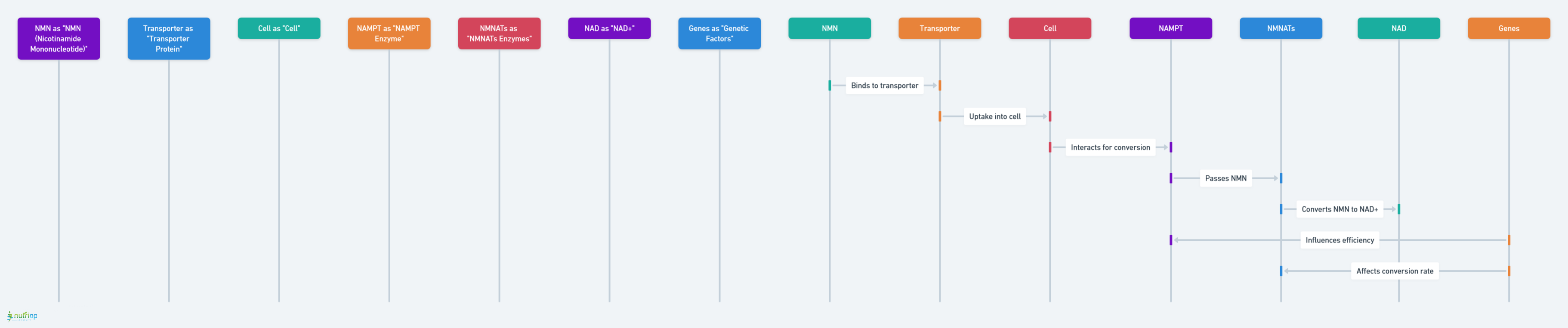 NMN to NAD+ Conversion with Genetic Factors