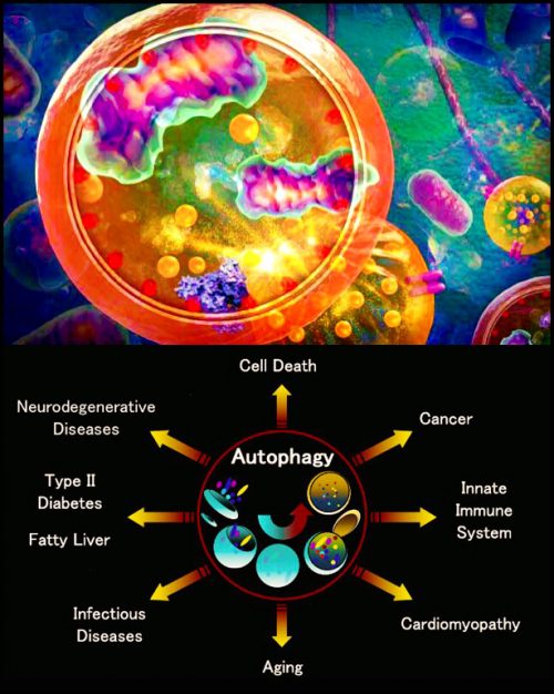 Unleash the Power of Autophagy for Longevity and Long-Term Health_Nutriop-Longevity