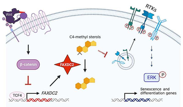 Rivelando FAXDC2: Una Rivoluzione nella Ricerca e nel Trattamento Oncologico