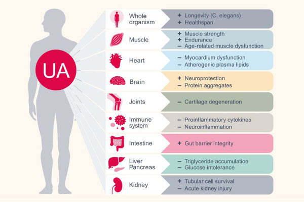 Urolithin A_-A Hidden Gem in Your Diet That Boosts Health and Slows Aging