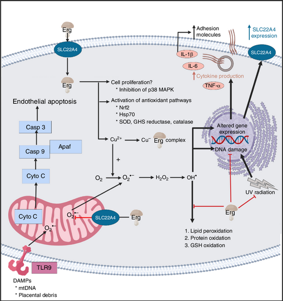 Anti Inflammatory and Antioxidant Biology of L-Ergothioneine