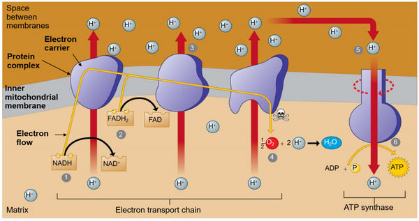 Electron transport chain for ATP Production - Nutriop Longevity