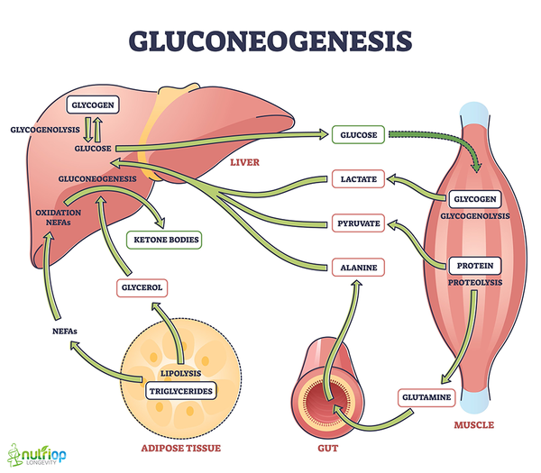 Gluconeogenesis Nutriop Longevity