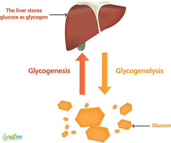 Glycogenolysis Nutriop Longevity