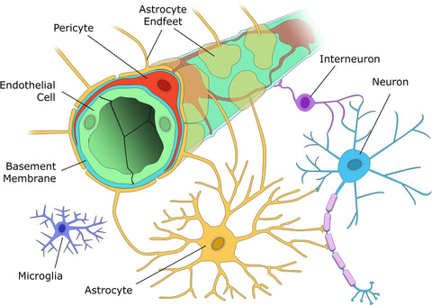 Pericytes_and_Neurovascular_Function_in_the_Healthy_and_Diseased_Brain