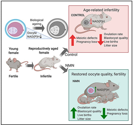 nmn-aging-eggs-fertility-study