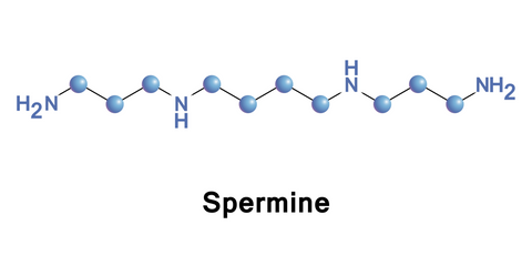 Spermine is a polyamine involved in cellular metabolism found in all eukaryotic cells. 