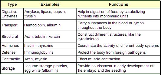 Proteins-functions_and_types