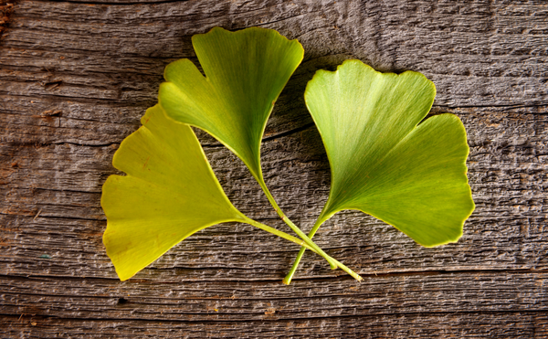 Gingko leaf