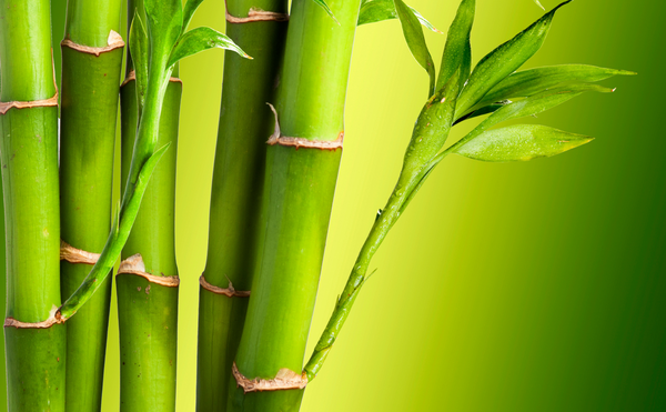 Bamboo plant