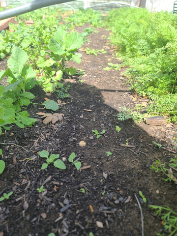 Weeds already coming up in the Garden