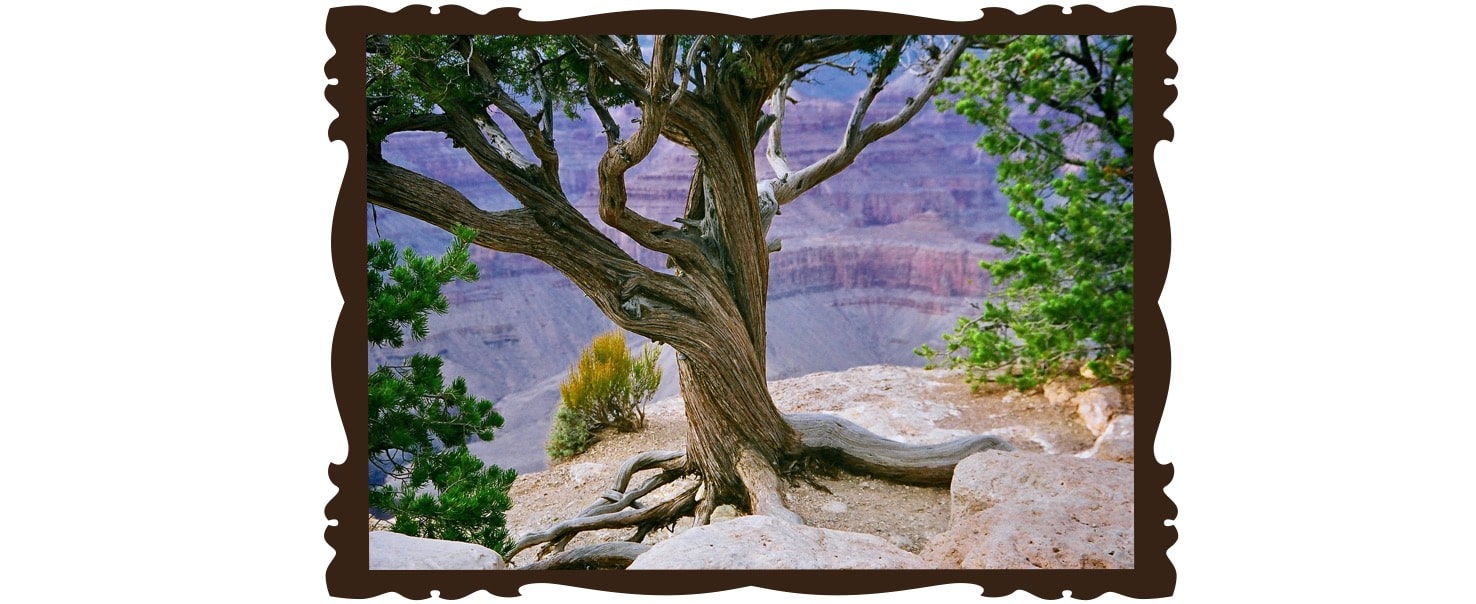 arbre grand canyon