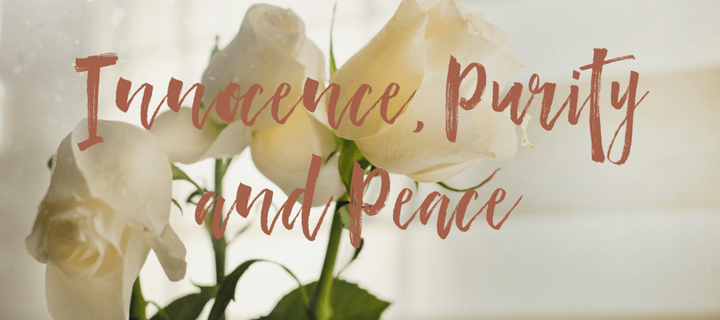 image of white roses with text overlay reading "Innnocence, Purity and Peace"