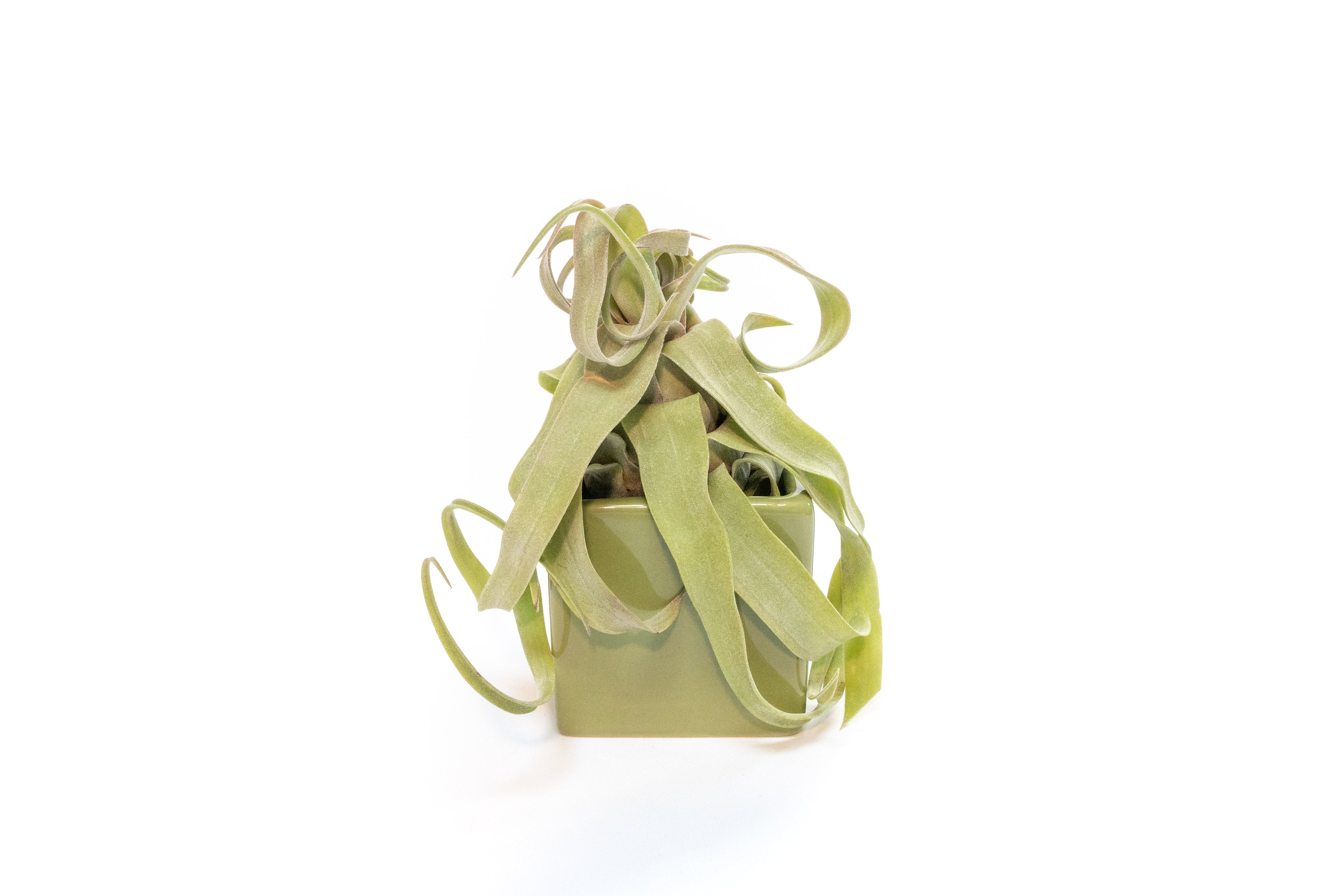 Avocado Green Ceramic Pot Cube Container with Custom Tillandsia Air Plant