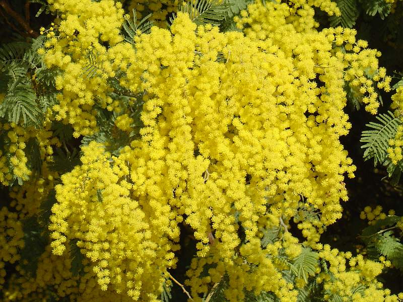 Acacia Dealbata Tree Or Shrub 20/100/1,000 Seeds, Silver Wattle Mimosa |  The Plant Attraction