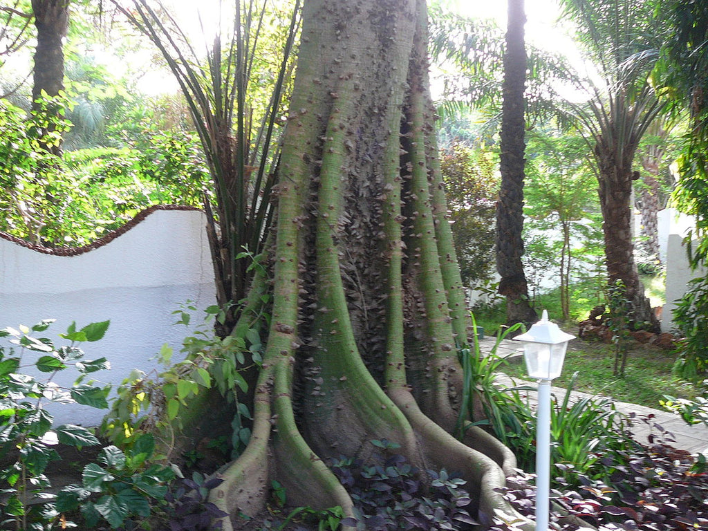 Ceiba Pentandra Tree 15 Seeds Large Kapok Silk Cotton Java Bonsai Sam The Plant Attraction
