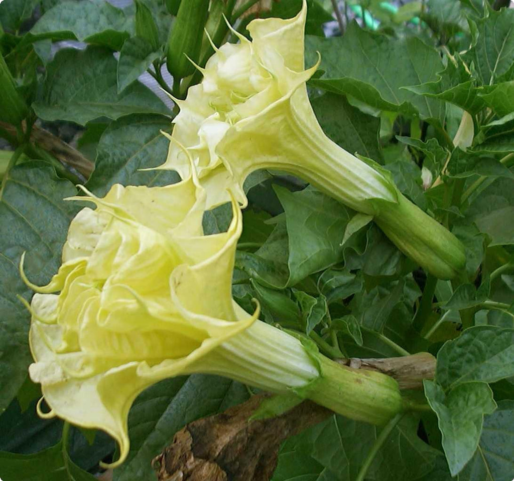 Datura Suaveolens Double Golden Queen 10 Seeds Devil S Trumpet Jimso The Plant Attraction