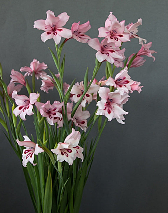 Gladiolus Carneus 8 Seeds, Painted Lady Flowers, Garden Plants | The ...