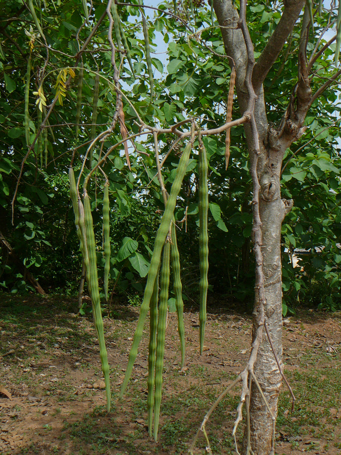 Moringa Oleifera Pterygosperma Tree 10/100/500 Seeds, Horseradish Oil ...