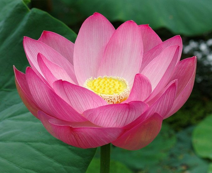 Nelumbo Nucifera 5 Seeds, Fun Aquatic Pond, Pink Lotus | The Plant ...