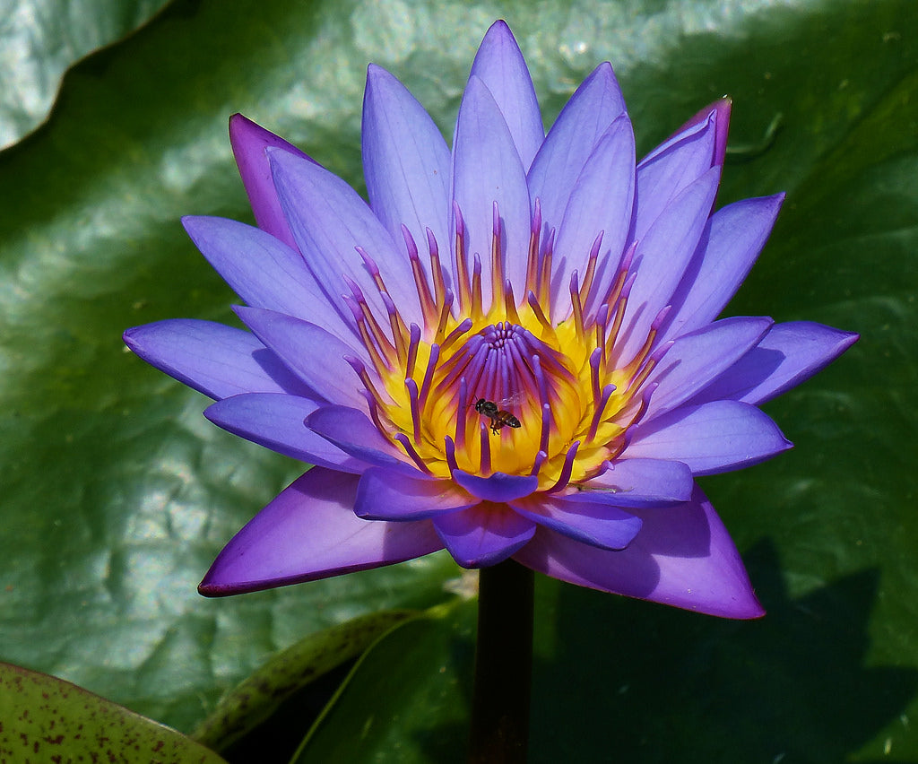Nymphaea Nouchali 15 2000 Seeds Perennial Blue Water Lily Aquatic St