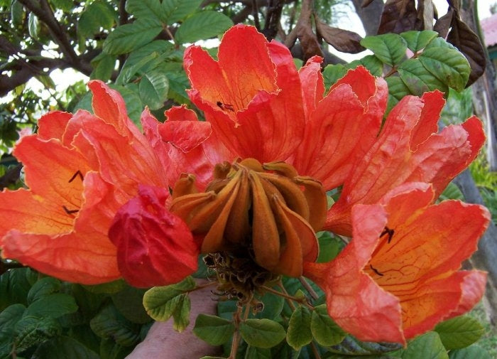 Spathodea Campanulata African Tulip Flowering Tree 50-1000 Seeds | The  Plant Attraction