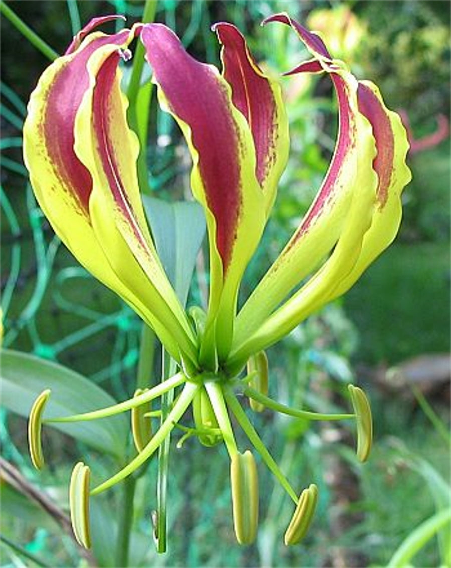 Flame lily plant information