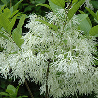 seeds chionanthus virginicus fragrant hardy shrub cold tree greybeard grancy attraction plant fringe