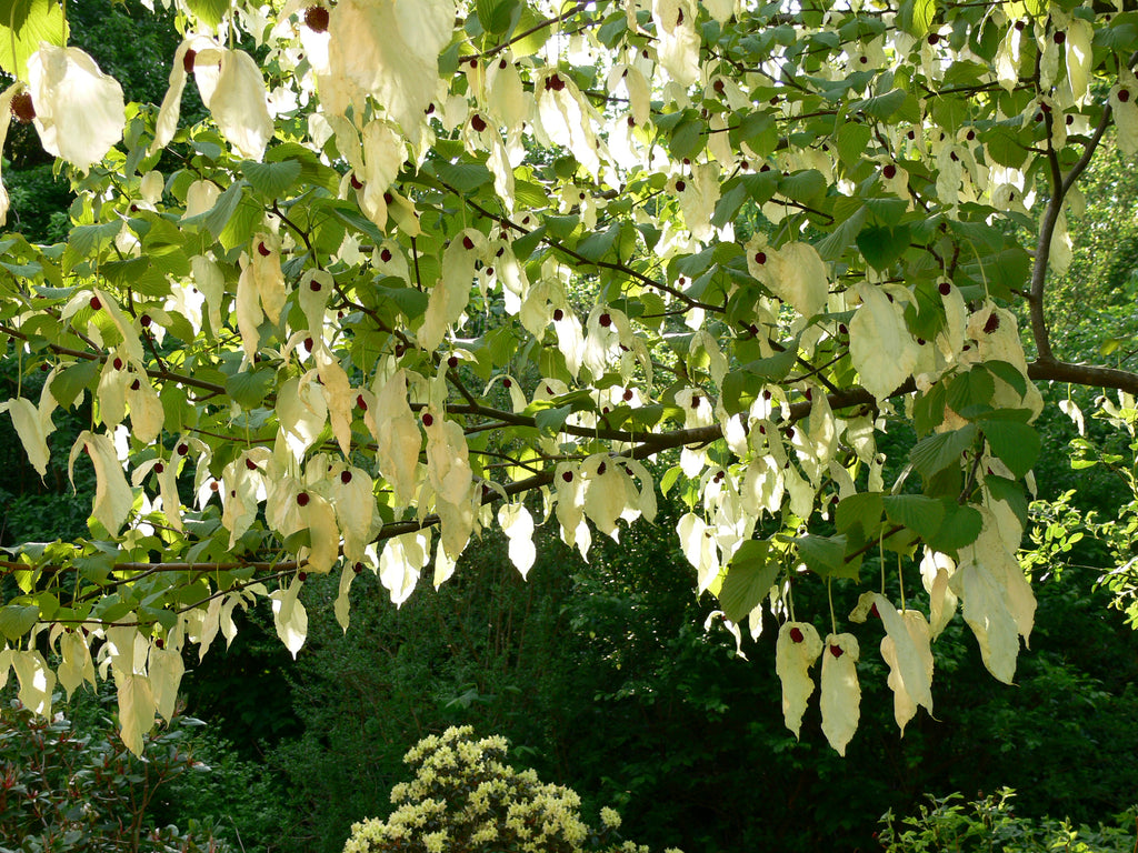 handkerchief tree