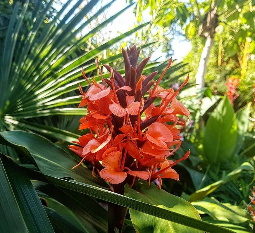 Hedychium Deceptum Rubrum 8 Seeds Cold Hardy Red Ginger Lily The Plant Attraction
