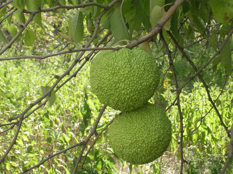 Адамово ребро. Osage Orange дерево. Адамово дерево плоды. Маклюра оранжевая. Маклюра оранжевая дерево.