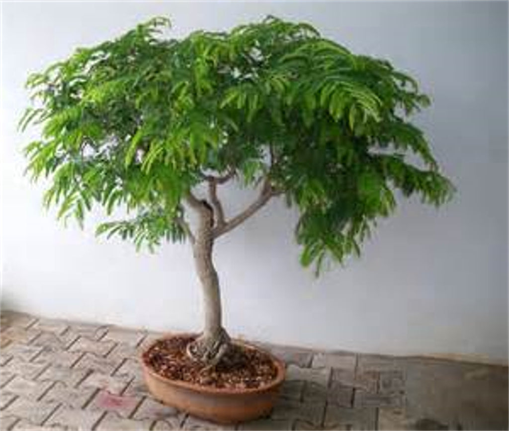 Tamarindus Indica 10 100 Seeds Tamarind Fruit Ornamental Tree Edible The Plant Attraction