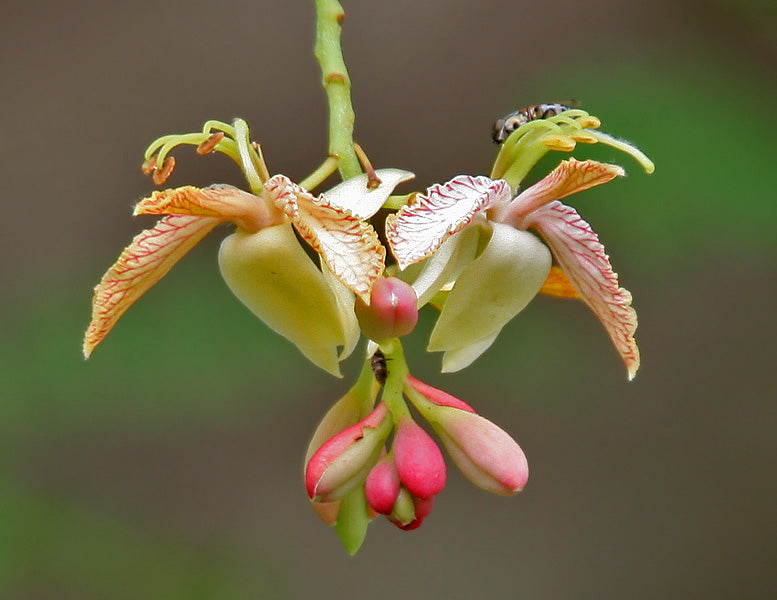 Tamarindus Indica 10 100 Seeds Tamarind Fruit Ornamental Tree Edible The Plant Attraction