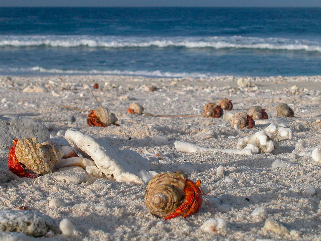 "Hermit Crabs on Howland Island NWR" by USFWS Pacific is marked with Public Domain Mark 1.0.