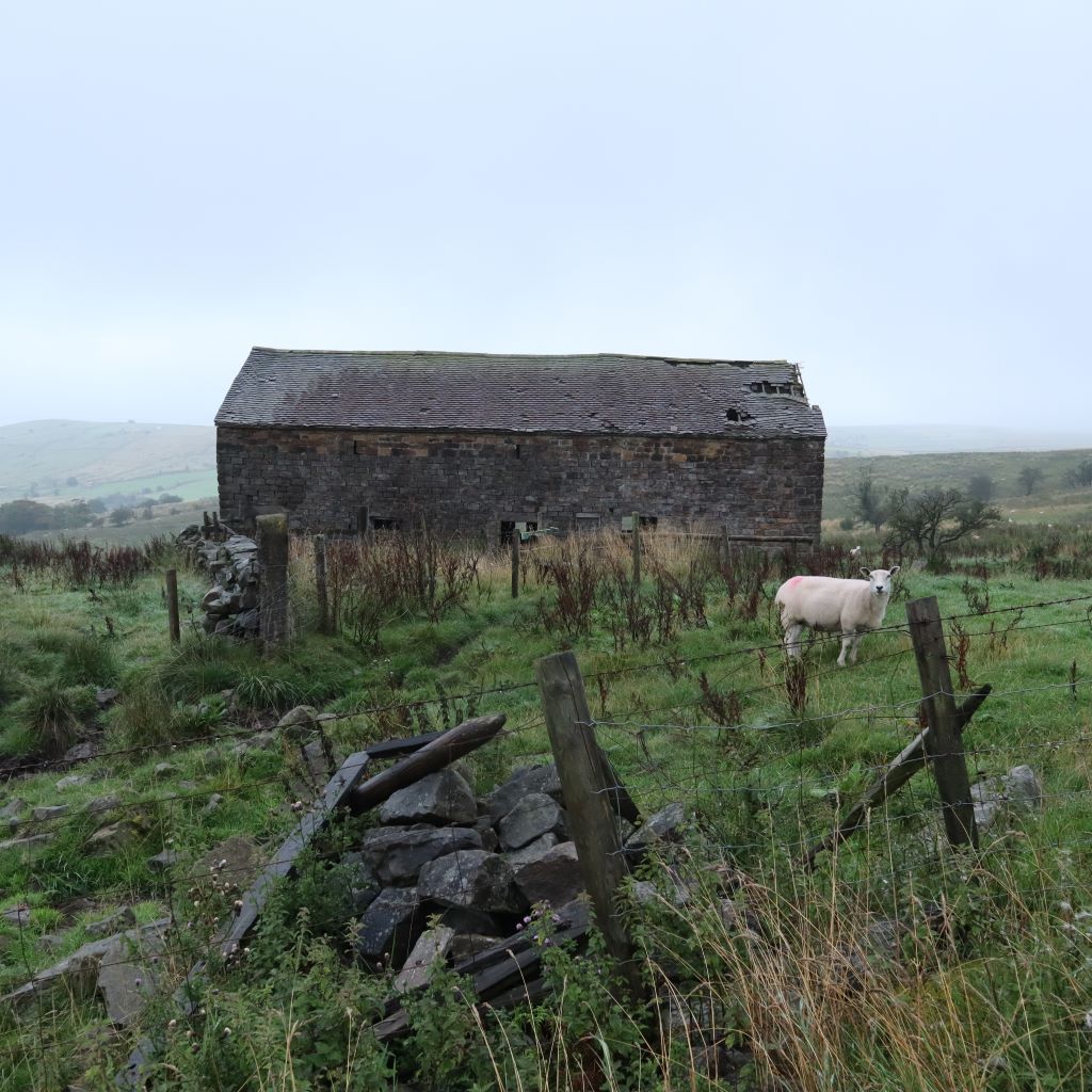 feeling lost. Atmospheric shot of derelict stone barn and lone sheep. Image copyright bex massey of Bramble & Fox 