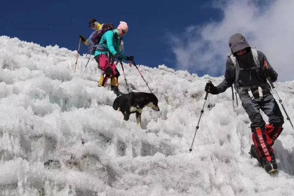 The First Dog to Conquer the Himalayas