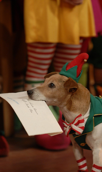 12 Dogs of Christmas: Great Puppy Rescue Movie that You Must See