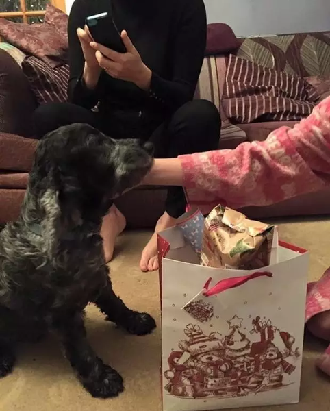 Because of the Dog, This Christmas Comes Earlier