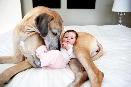 Whether the dog is good or bad for the baby