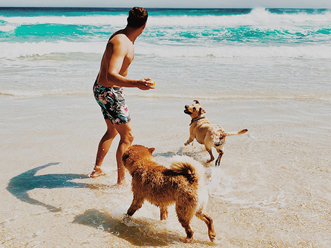 Two dogs paly with their owners on the beach