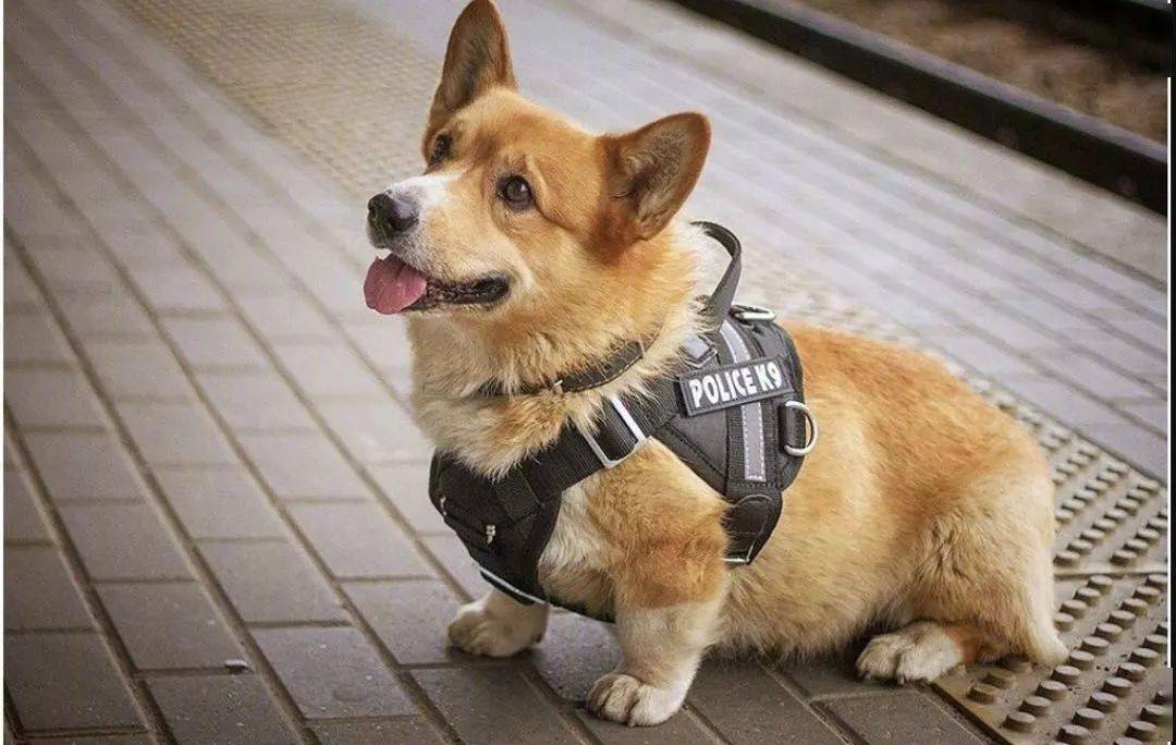 Corgi police dog