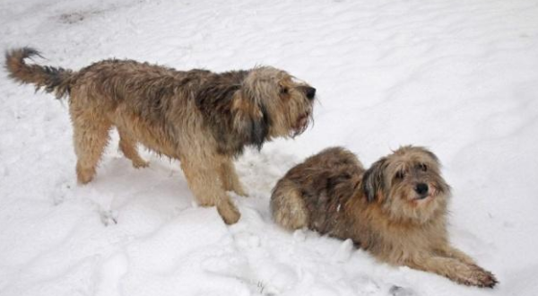What effect will cold weather have on your pet