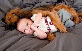 Whether the dog is good or bad for the baby