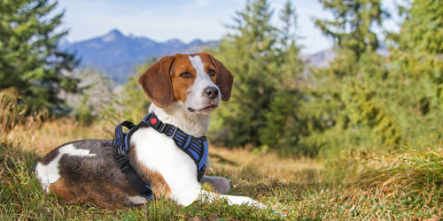  dog harness in 2024